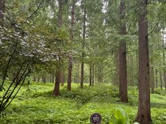 -黄海国家森林公园