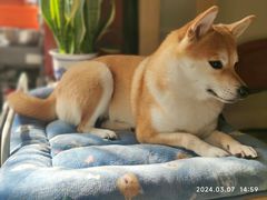 -FAELING PETS美天灵宠物(富力广场店)