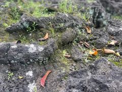 -海口火山口国家地质公园