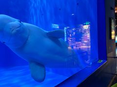 -多彩贵州城极地海洋世界