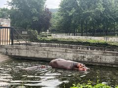 -合肥野生动物园