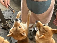 -柴犬高等学院·狗咖·柴犬售卖·宠物训练