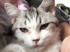 -Bastet sally猫舍购宠(静安店)