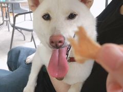 -柴犬高等学院·狗咖·柴犬售卖·宠物训练