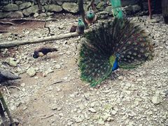 android_upload_pic-藏龙百瀑风景区