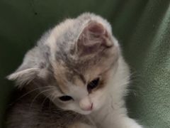 -屋虎猫馆(宝安大仟里店)