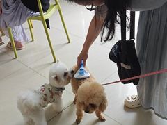 -乐琪宠物医院·犬猫专科·骨外科·急重症