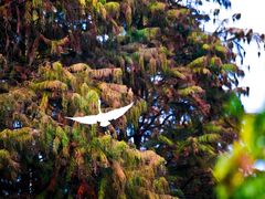 -上海共青森林公园