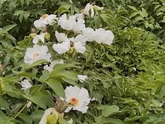 -洛阳市牡丹公园