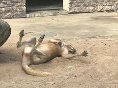 -上方山森林动物世界