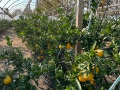 -前小桔亲子创意农场·草莓采摘·露营烧烤