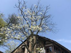 -桑洲油菜花景区