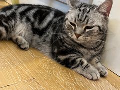 -猫咪派对(江南西店)