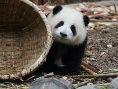 -邓莽子老火锅(鲁祖庙店)