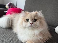 -lincat·猫舍(广州店)