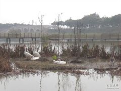 -大湾区中央湿地公园
