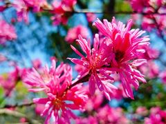 -南汇桃花村