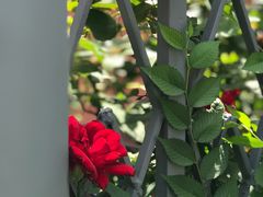 -吉而慧幼儿园-原红黄蓝幼儿园(世华水岸园)