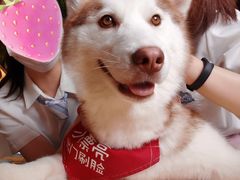 -Husky Go! 哈士奇体验馆·宠物咖啡厅狗咖