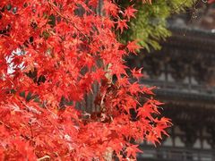 -醍醐寺