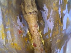 -降龙爪爪(建设路1店)