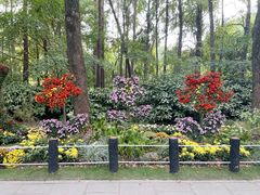 -上海共青森林公园