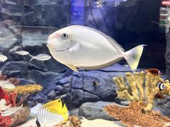 -上海海洋水族馆