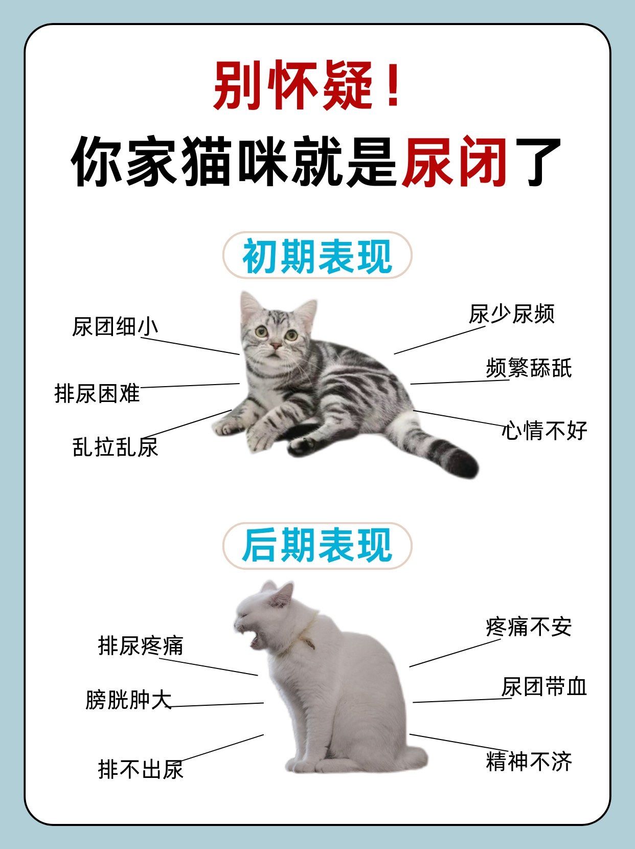别怀疑!你家小猫早就尿闭了!