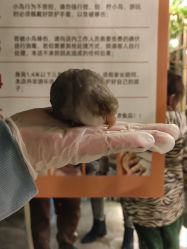 -神奇动物撸宠馆·羊驼·小浣熊·异宠(豫园店)