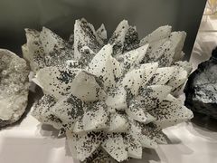 -中国地质博物馆