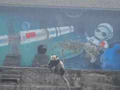 -中国大熊猫保护研究中心雅安碧峰峡基地