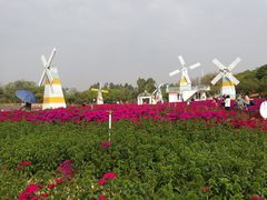 -松山湖梦幻百花洲