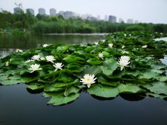 -前关湿地公园