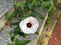 -白沙古井