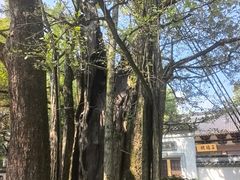 -西湖风景区十里琅珰-五云山