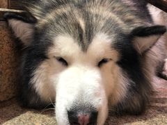 -more than meow吴止猫主题餐厅(承德 中船汇店)