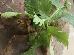 -丽泽山庄·生态怀柔菜·虹鳟鱼(红螺寺店)