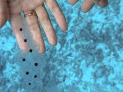 -卡帕莱度假村(西巴丹岛)