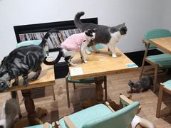 -猫色咖啡·猫咖