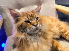 -藏猫猫咖啡主题馆(中央大道店)