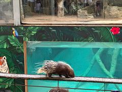 -清迈夜间动物园