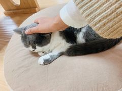 -猫和宫(六道口店)