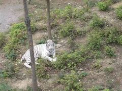 -石家庄市动物园