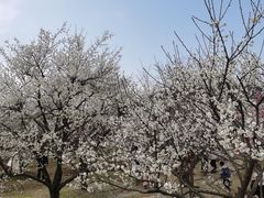 -香雪海