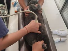 -伟伟宠物医院·CT影像中心·瑞派犬猫综合性门诊(汉口总院)