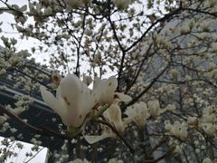 -同济大学(嘉定校区)