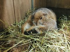 -藦茜花园宠物主题亲子互动体验馆(国顺东路店)