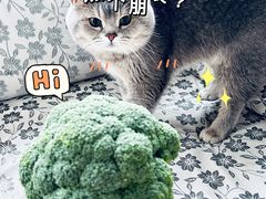 -好伦哥比萨烤肉自助(八里桥店)