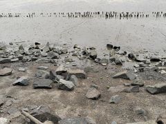 -深圳湾公园(南山区)