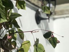 -喵屿·大理花园猫咖